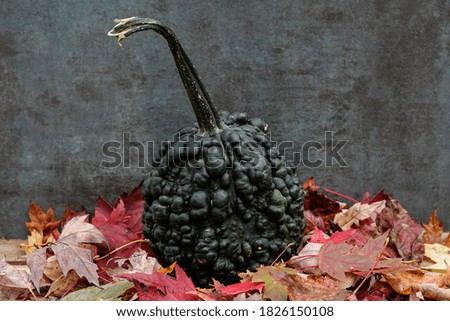 Unique dark green squash with many bumps surrounded by colorful autumn leaves. 