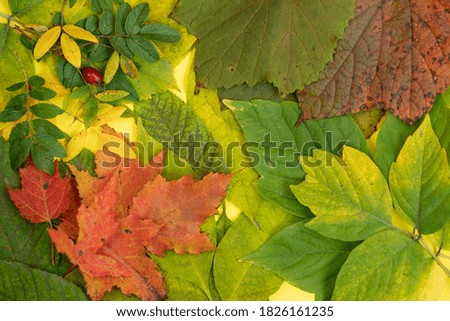 Autumn flat lay. Top view of autumn leaves. Autumn colors.