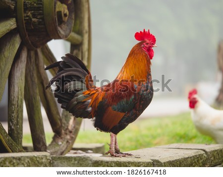 A beautiful colorful rooster in green grass field at a farm. Royalty-Free Stock Photo #1826167418