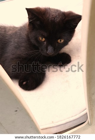 Portrait of cute black kitten on white garden chair.