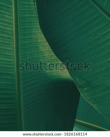 tropical style of banana leaf as bacgkround for spa