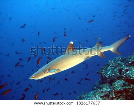 White tip reef shark swims over the reef 