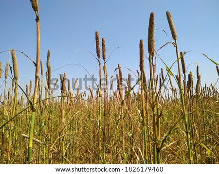 backdrop of ripening ears of millet field on the afternoon blue sky background. Copy space of the setting sun rays on horizon in rural meadow Close up nature photo Idea of a rich harvest

