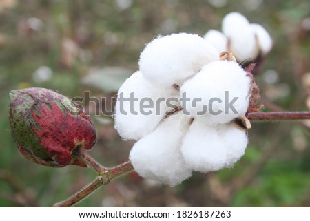 Picture of cotton flower in my Farm