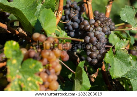 Beautiful picture of vineyards of Ciumbrud, Romania 