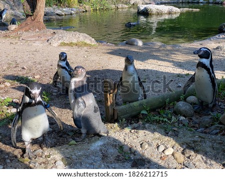 Humboldt penguin (Spheniscus humboldti), Der Humboldt-Pinguin oder Humboldtpinguin, Le Manchot de Humboldt or Il pinguino di Humboldt - Zürich Zoo (Zuerich or Zurich), Switzerland / Schweiz