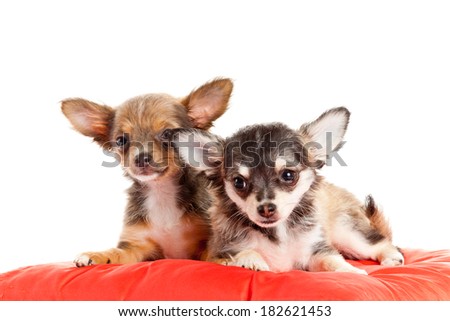 two small Chihuahua puppies. Chihuahua dog on red pillow isolated on white