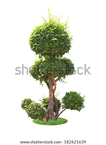 bonsai tree isolated on a white background