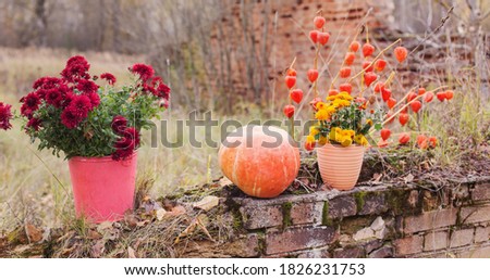 chrysanthemum in flowers pots and orange pumpkins in autumn gardens near old brick wall