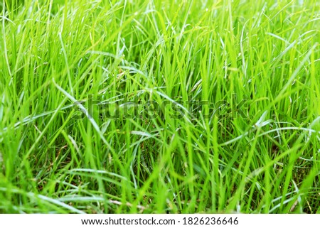 Green grass. Closeup of summer lawn, blade of grass. Horizontal background, banner, poster. Template for eco organic design. Nature, sunlight