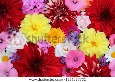 floral summer background, top view. garden roses, red and yellow dahlias.