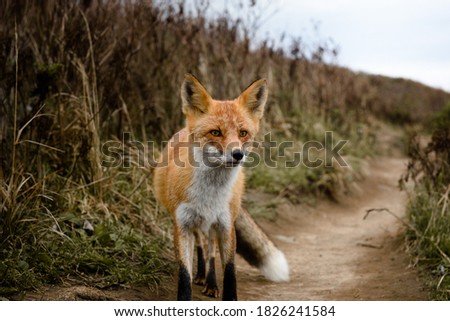 Photo of a Fox in nature. A close-up photo of a Fox.