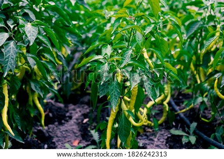 Green chili pepper plantation with drip irrigation system, selective focus. Fresh farm plantation. Healthy food background. Harvest season.