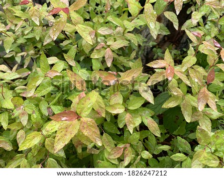 Leaves with subtle colors changing from green to red