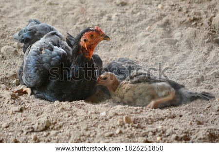 Hens raise chicks to lay dust