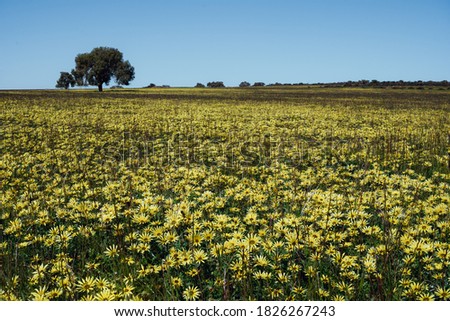 Field of capeweed in wheatbelt region of Western Australia. Arctotheca calendula; plant in the sunflower family commonly known as cape weed. Blue sky, close up of flowers single tree in background.
