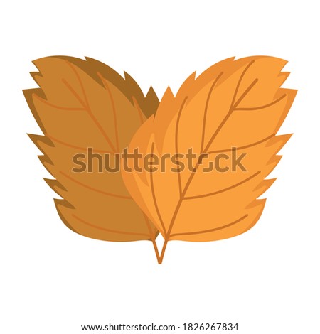 autumn leaves foliage natural isolated icon design vector illustration