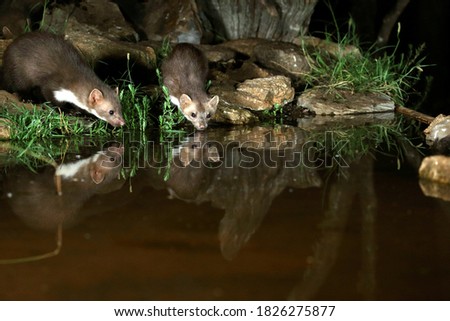 Stone marten photographed early at night