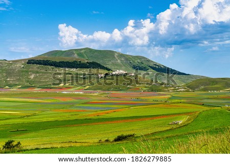 Lentil flowering with poppies and cornflowers in Castelluccio di Norcia, national park sibillini mountains, Italy, Europe