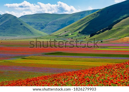 Lentil flowering with poppies and cornflowers in Castelluccio di Norcia, national park sibillini mountains, Italy, Europe Royalty-Free Stock Photo #1826279903
