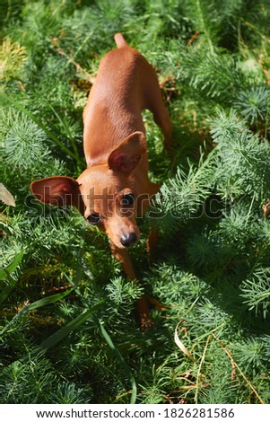 Chihuahua dog on a background of green grass
