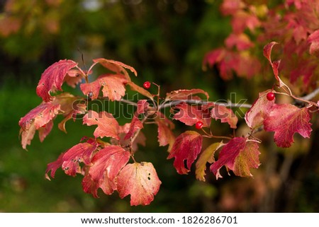 Viburnum bush with red berries and red autumn leaves.