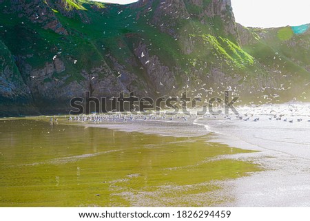 Seagulls on welsh Rossilli Beach to form natural textured background seaside image showing beach sand and waves in background