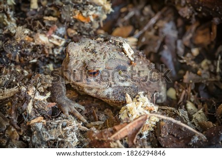 Common toad, bufo bufo, hiding in a garden in UK