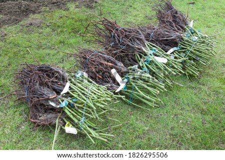 Bare root rose plants, shrub roses bare rooted for planting a rose hedge, UK Royalty-Free Stock Photo #1826295506