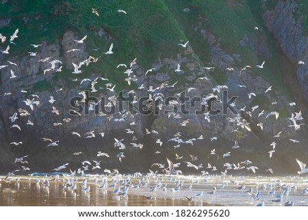 Seagulls on welsh Rossilli Beach to form natural textured background seaside image showing beach sand and waves in background