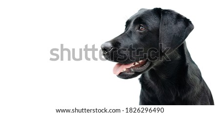 Profile black labrador puppy dog, Isolated on white background. Royalty-Free Stock Photo #1826296490
