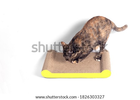 Tabby Cat scratching nails on cardboard cat scratcher isolated on white background. Royalty-Free Stock Photo #1826303327