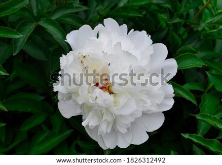 beautiful blossoming white peony in greenery in the garden