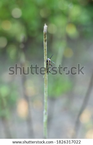 Close up of a butterfly caterpillar in a garden