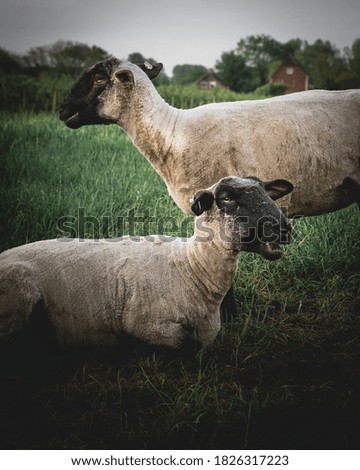 Two sheep, one lying, one standing, looking away from camera, offset order