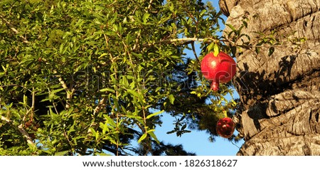 ripe pomegranate fruit on a branch