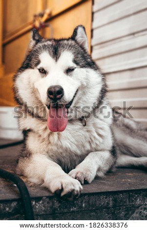 Large Alaskan Malamute gray - white color lies and rests after a long walk. Beautiful charming female Malamute with brown eyes, fluffy ears and pink tongue lies and smiles.