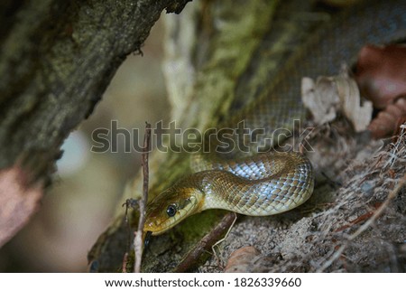 Snake on the coast of the Rezovo river
