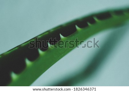 Aloe vera. Blurred Aloe Vera leaves. Texture. Green background. Abstract lines.