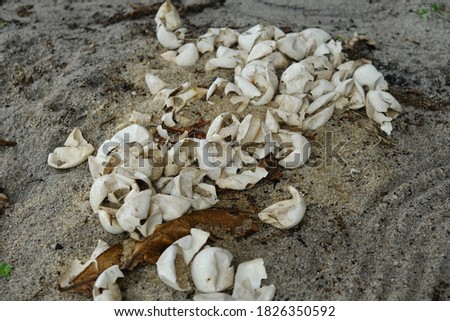 Selective focus picture of turtle eggs left over after hatching at the sand on Pangkor Island.