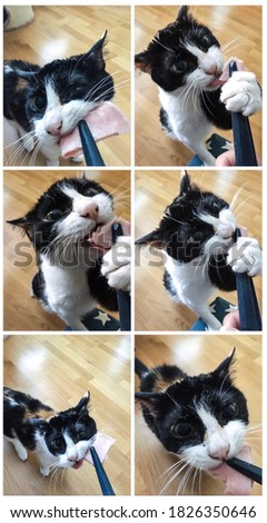 Funny collage cat eating treats