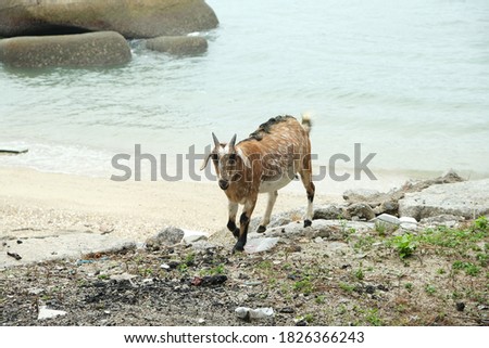 A motion blur picture of goat walking at the beach looking for food and grass.
