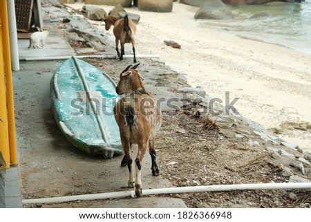 A motion blur picture back of a goat walking at the beach looking for food and grass.
