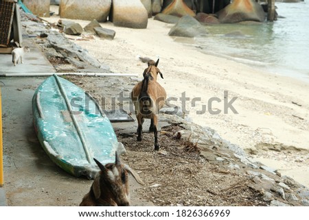 A motion blur picture back of a goat walking at the beach looking for food and grass.