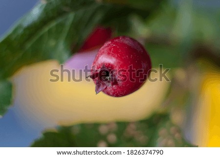 Berries in close-up macro. Wallpaper, background, desktop, cover. Macro photography of flora.
