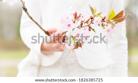 The hand of a little girl holding a cherry blossom branch while taking pictures for the first holy communion.