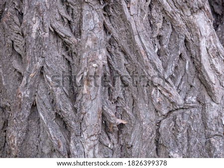 Abstract texture background of willow bark brittle