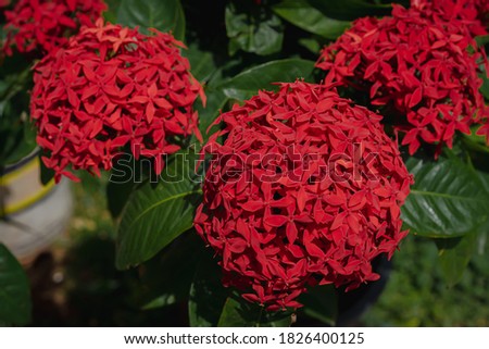 Close up of red Rubiaceae in the morning garden with the blurred bokeh background of green leaves. Feeling fresh and romantic. Ideas for expressions to give love on special day. There is copy space.