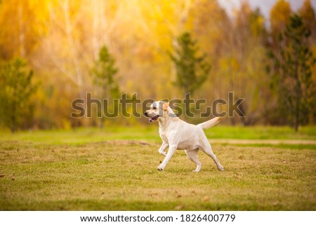 Young white purebred Labrador Retriever dog in the fall between leaves Royalty-Free Stock Photo #1826400779