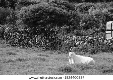 Goat at Inis Mor, Aran Islands, County Galway, Ireland